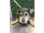 Adopt 56057897 a Terrier, Mixed Breed