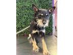 Adopt 56057894 a Terrier, Mixed Breed