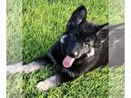 German Shepherd Dog PUPPY FOR SALE ADN-794159 - AKC German Shepherd