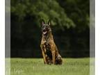 Dutch Shepherd Dog PUPPY FOR SALE ADN-794163 - Tammy Dutch Shepherd