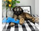 Soft Coated Wheaten Terrier PUPPY FOR SALE ADN-794169 - AKC SOFT COATED WHEATON
