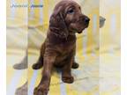 Irish Setter PUPPY FOR SALE ADN-794181 - Irish Setter Puppy For Sale