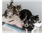 Alusky PUPPY FOR SALE ADN-794201 - Alusky Puppies