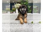 Soft Coated Wheaten Terrier PUPPY FOR SALE ADN-794214 - AKC Soft Coated Wheaton