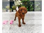 Goldendoodle PUPPY FOR SALE ADN-794222 - Goldendoodle Puppy