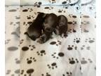 Yorkshire Terrier PUPPY FOR SALE ADN-794227 - Yorkie pups