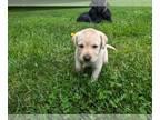 Labrador Retriever PUPPY FOR SALE ADN-794234 - AKC registered Labrador
