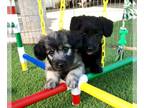 Skye Terrier PUPPY FOR SALE ADN-794237 - Solana N litter