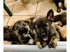 Cane Corso-German Shepherd Dog Mix PUPPY FOR SALE ADN-794243 - Amazing Corso