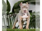 American Bully PUPPY FOR SALE ADN-794244 - American Bully Puppy Monstera