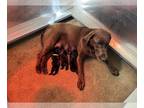 Labrador Retriever PUPPY FOR SALE ADN-794247 - AKC Pointing Labradors
