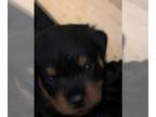 Rottweiler PUPPY FOR SALE ADN-794249 - Purebred German Rottweiler puppies