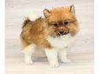 Pomeranian PUPPY FOR SALE ADN-794277 - Beautiful Pomeranian Puppy For Sale