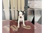Boston Terrier PUPPY FOR SALE ADN-794281 - Bena