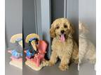 Cavapoo PUPPY FOR SALE ADN-794285 - Cavapoo puppies for sale