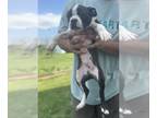 Boston Terrier PUPPY FOR SALE ADN-794287 - Lewis