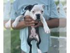 Boston Terrier PUPPY FOR SALE ADN-794289 - Lucy