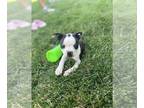 Boston Terrier PUPPY FOR SALE ADN-794293 - Tina