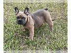 French Bulldog PUPPY FOR SALE ADN-794294 - French Bulldog Puppy
