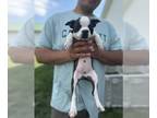 Boston Terrier PUPPY FOR SALE ADN-794298 - Sherry