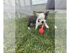 Boston Terrier PUPPY FOR SALE ADN-794300 - Kyle