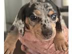 Dachshund PUPPY FOR SALE ADN-794301 - Silver Dappel and Red Dappel