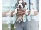 Boston Terrier PUPPY FOR SALE ADN-794302 - Cocoa