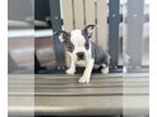 Boston Terrier PUPPY FOR SALE ADN-794304 - Emery