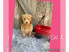 Poodle (Toy) PUPPY FOR SALE ADN-794305 - Toy Poodle