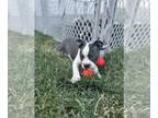 Boston Terrier PUPPY FOR SALE ADN-794309 - Hansel