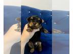 Yorkshire Terrier PUPPY FOR SALE ADN-794310 - Yorkshire terrier Yorkie puppy