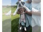 Boston Terrier PUPPY FOR SALE ADN-794328 - Wade