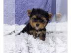 Yorkshire Terrier PUPPY FOR SALE ADN-794347 - 2 Yorkie Males
