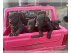 Belgian Malinois-Dutch Shepherd Dog Mix PUPPY FOR SALE ADN-794348 - Puppies for
