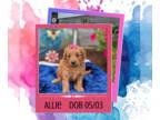 Goldendoodle PUPPY FOR SALE ADN-794358 - Allie