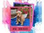 Goldendoodle PUPPY FOR SALE ADN-794359 - Aria