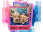 Goldendoodle PUPPY FOR SALE ADN-794361 - Adalin