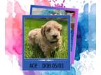 Goldendoodle PUPPY FOR SALE ADN-794364 - Ace