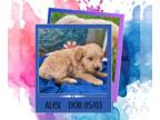 Goldendoodle PUPPY FOR SALE ADN-794366 - Alex