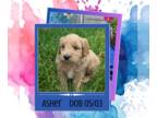 Goldendoodle PUPPY FOR SALE ADN-794367 - Asher