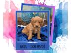 Goldendoodle PUPPY FOR SALE ADN-794369 - Axel