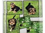 Yorkshire Terrier PUPPY FOR SALE ADN-794372 - Yorkie female