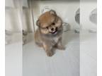 Pomeranian PUPPY FOR SALE ADN-794376 - AKC Teddy bear Pomeranians
