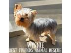 Adopt Winnie a Yorkshire Terrier