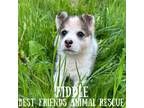 Adopt Fiddle a Husky