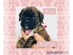 Boxer PUPPY FOR SALE ADN-794388 - Brindle Female