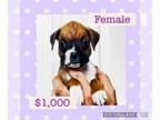 Boxer PUPPY FOR SALE ADN-794392 - Fawn Female