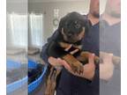 Rottweiler PUPPY FOR SALE ADN-794394 - AKC Rottweiler