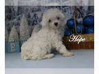 Poodle (Toy) PUPPY FOR SALE ADN-794406 - AKC Female