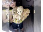 Poodle (Toy) PUPPY FOR SALE ADN-794412 - Toy poodle